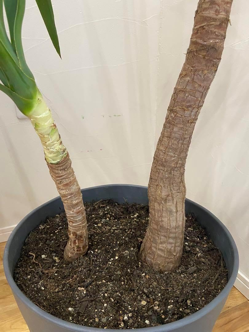 8月迄の出品❗️【新政 飲み比べ】雨蛙 亜麻猫 産土(アース) 8月迄の